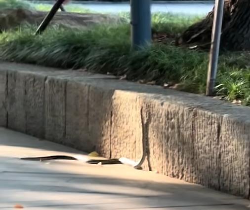 明道配资 杭州市中心一公园内现长蛇，当地：系无毒黑眉锦蛇，怀疑是被放生的